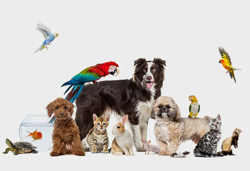 Alimentos e produtos para animais de estimação